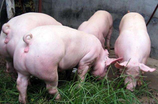 8月21日，國(guó)務(wù)院常務(wù)會(huì)議指出“地方要立即取消超出法律法規(guī)的生豬禁養(yǎng)、限養(yǎng)規(guī)定”