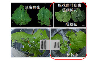 近日，微生物研究所發(fā)現(xiàn)雙生病毒調控植物免疫平衡實現(xiàn)全新生態(tài)功能