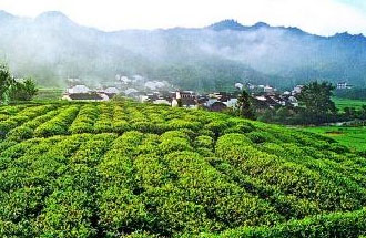 9月2日，財(cái)政部、稅務(wù)總局發(fā)布了關(guān)于繼續(xù)執(zhí)行邊銷茶增值稅政策的公告